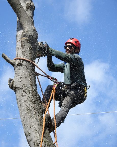 lumberjack-g30e685341_1280